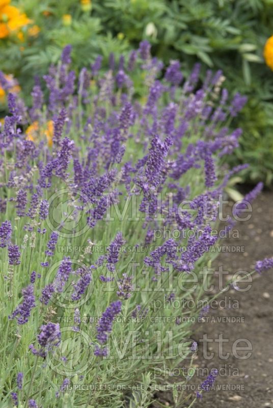 Lavandula Ellagance Purple (English Lavender) 2