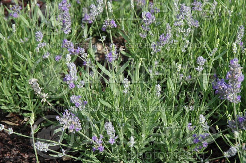 Lavandula Ellagance Sky (English Lavender) 1