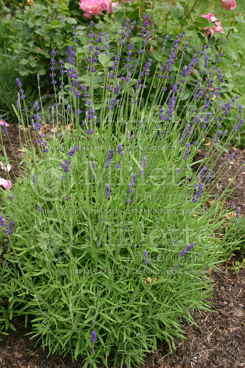 Lavandula Hidcote (English Lavender) 1