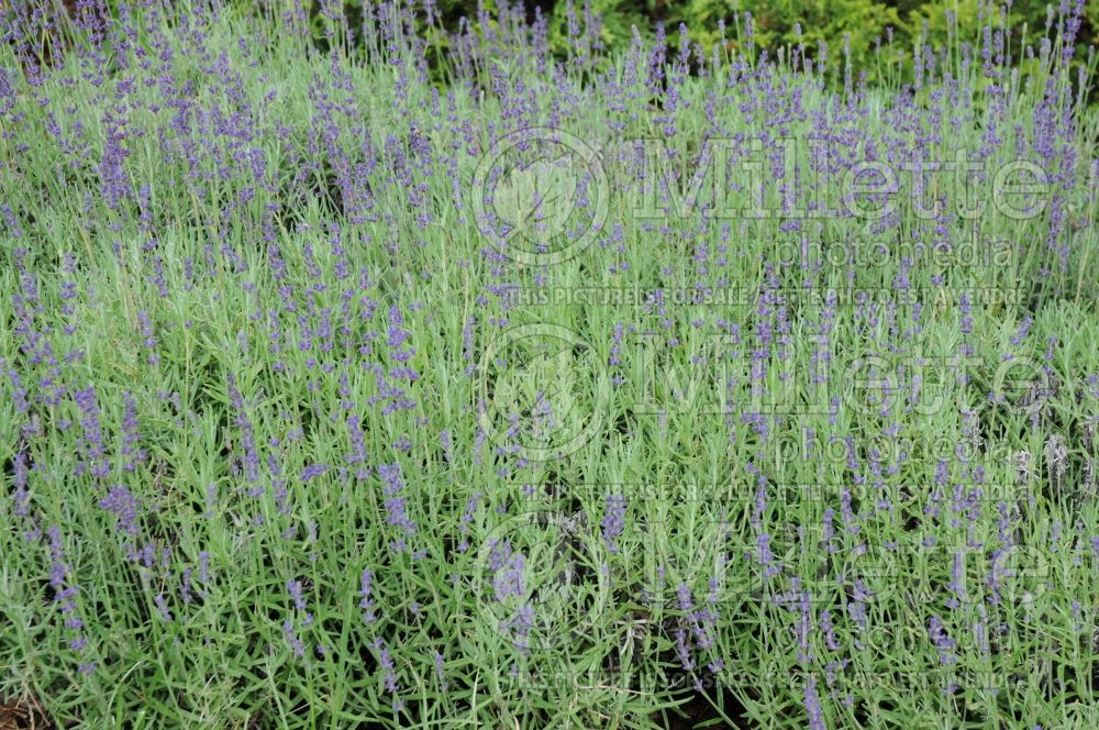 Lavandula Hidcote (English Lavender) 6