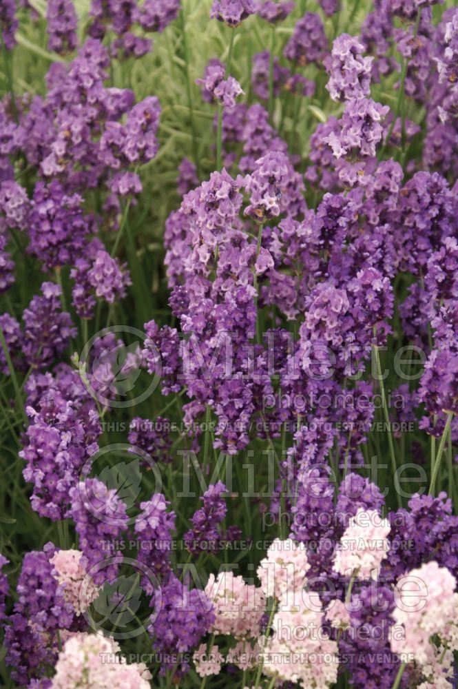 Lavandula Imperial Gem (English Lavender) 1 