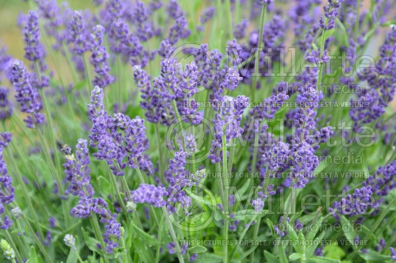 Lavandula Lavance Deep Purple (Lavender) 1 