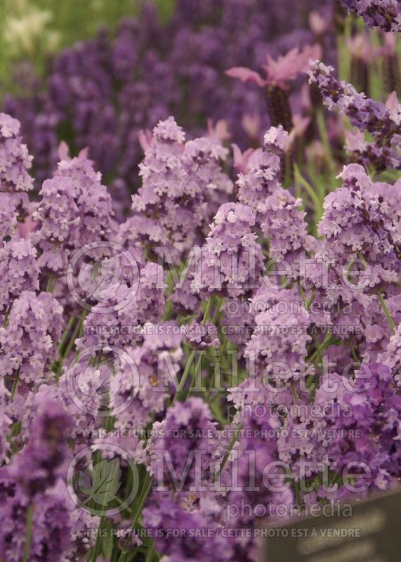 Lavandula Melissa Lilac (English Lavender) 1 