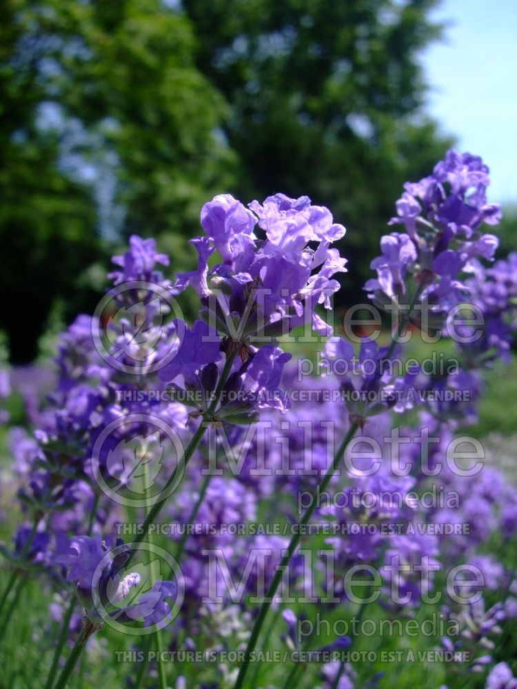 Lavandula Munstead (English Lavender) 9 