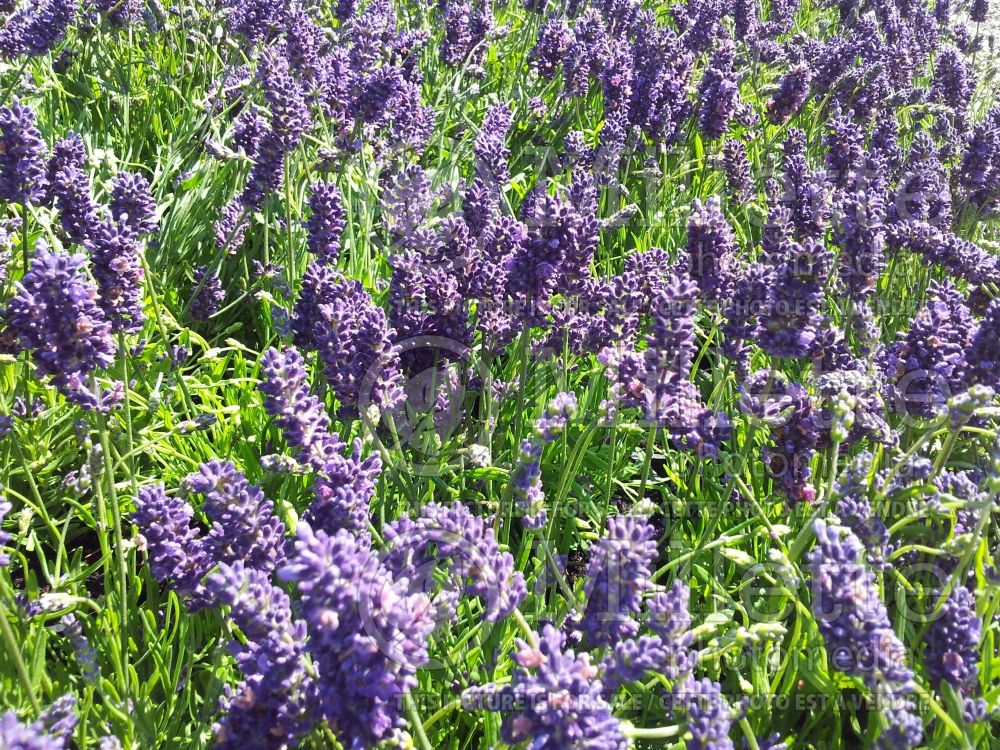 Lavandula Munstead (English Lavender) 10 