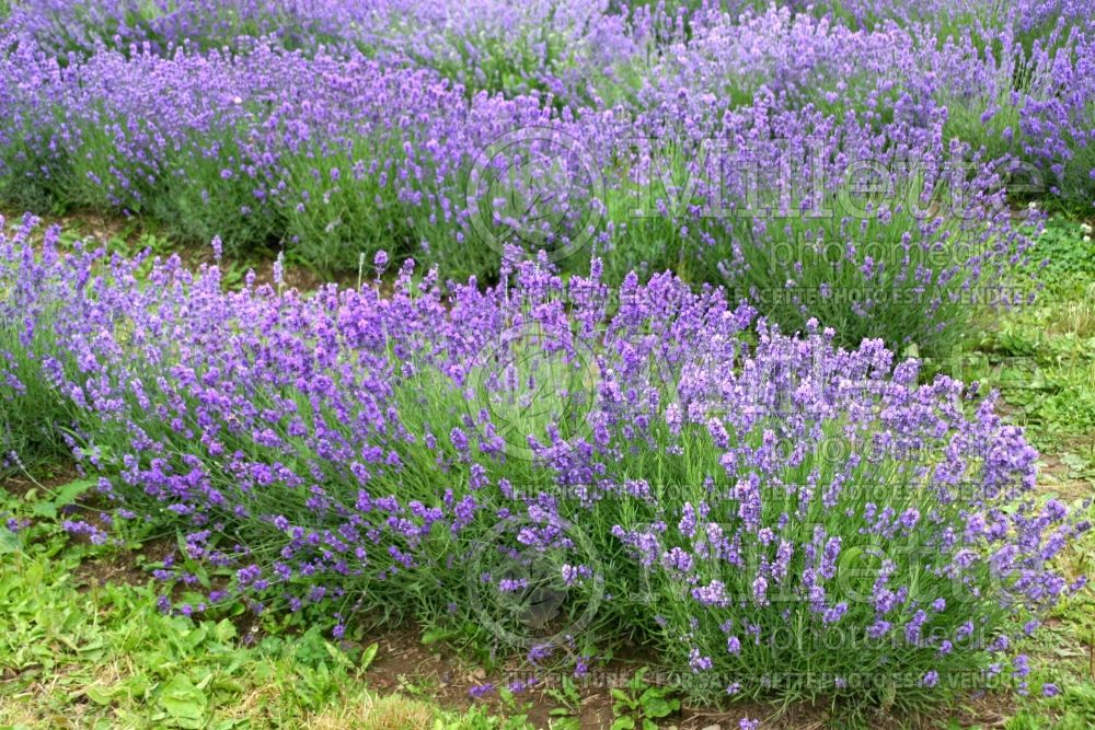 Lavandula Munstead (English Lavender) 8 