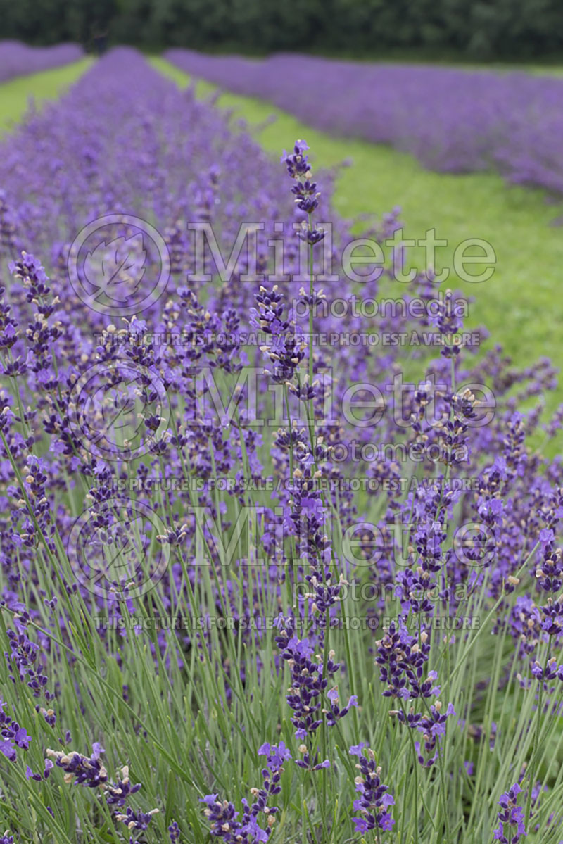 Lavandula Purple Bouquet (English Lavender) 1 