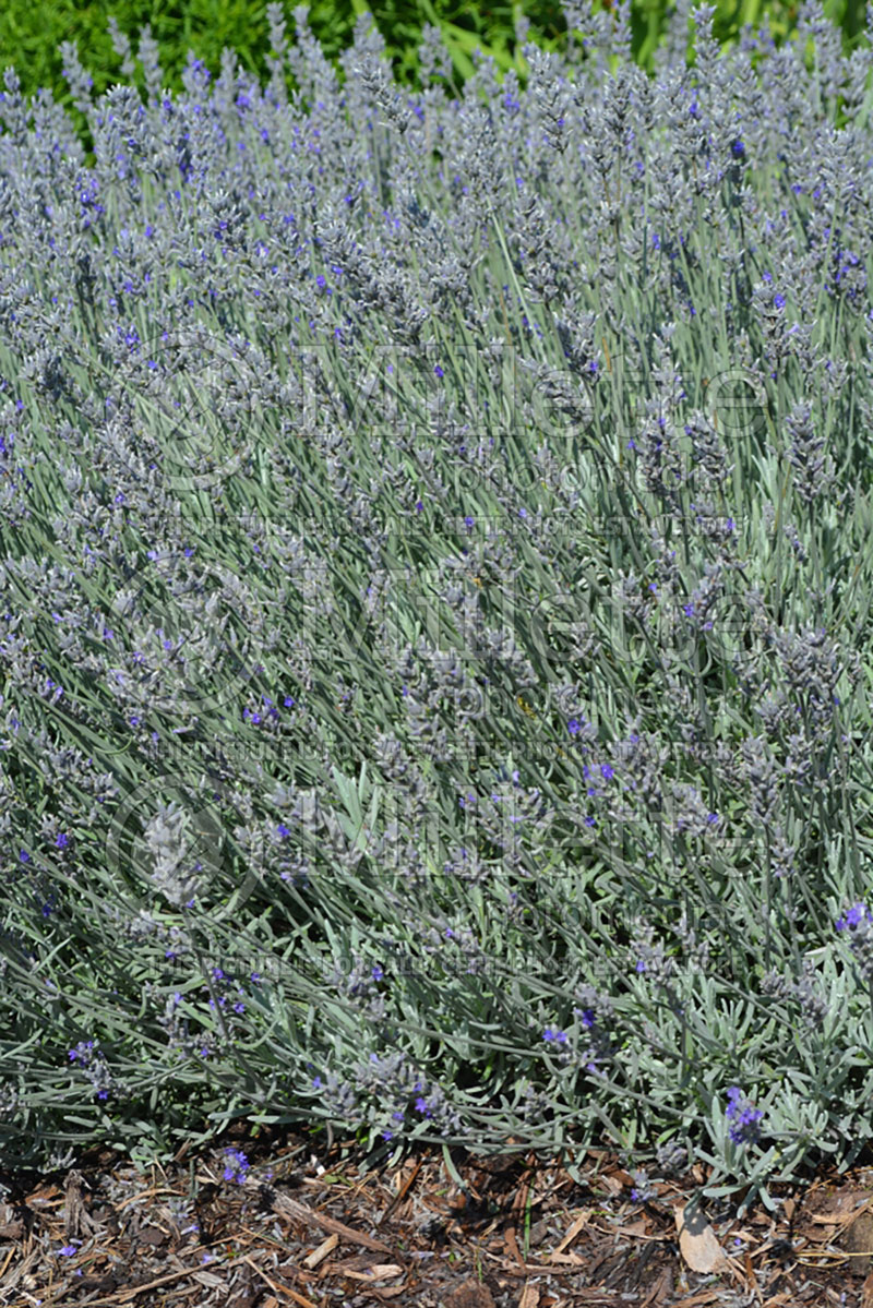 Lavandula Silver Mint (English Lavender) 1 