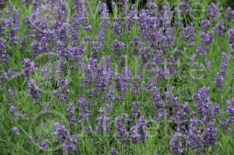 Lavandula SuperBlue (English Lavender) 1 