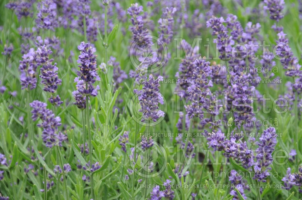 Lavandula SuperBlue (English Lavender) 2 