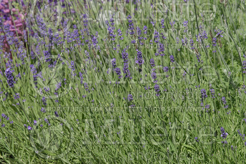 Lavandula Vicenza Blue (English Lavender) 1