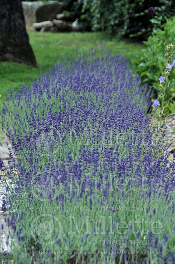 Lavandula Blue River (Lavender) 1 