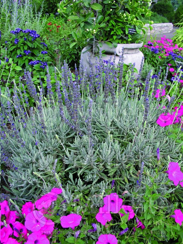 Lavandula Goodwin Creek Gray (Lavender) 1 