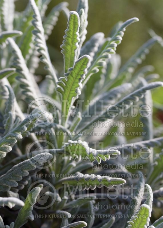 Lavandula Goodwin Creek Gray (Lavender) 2 