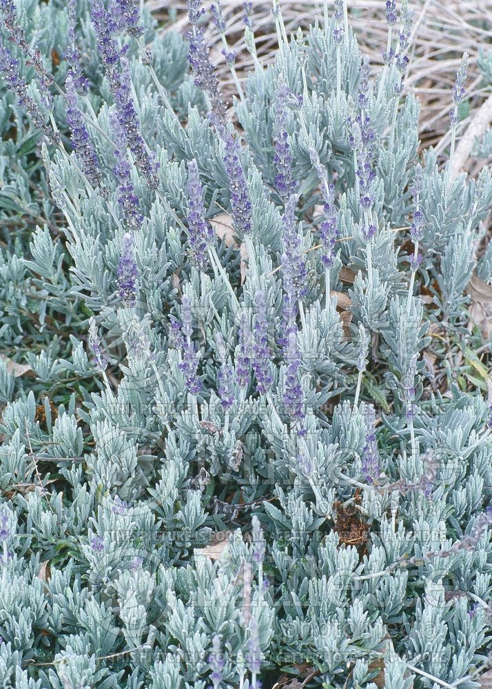 Lavandula Goodwin Creek Gray (Lavender) 3 