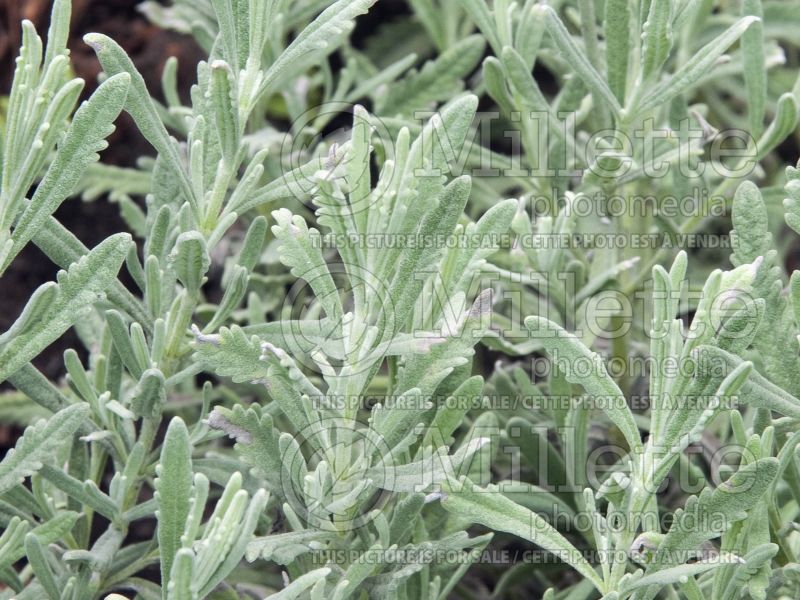 Lavandula Goodwin Creek (Sweet Lavender) 3 