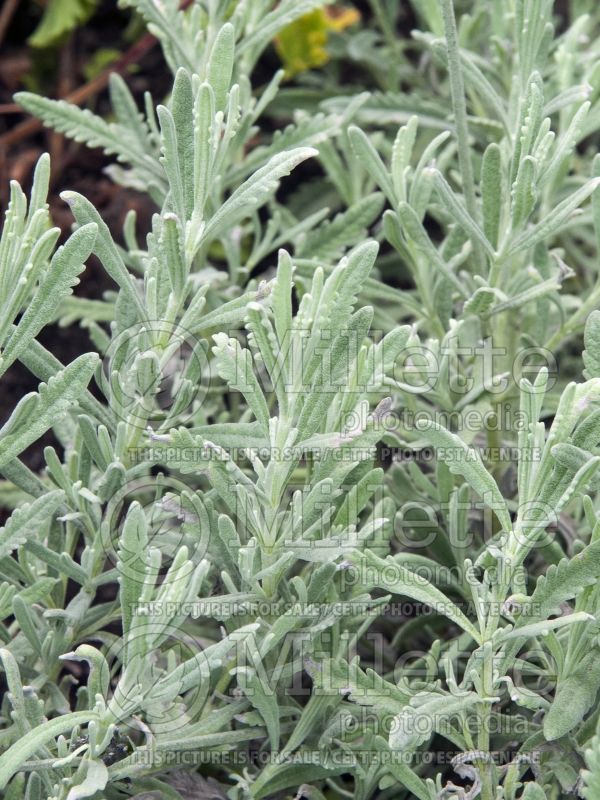 Lavandula Goodwin Creek (Sweet Lavender) 1 