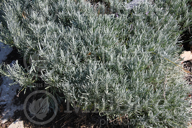 Lavandula Grosso (Lavender) 1