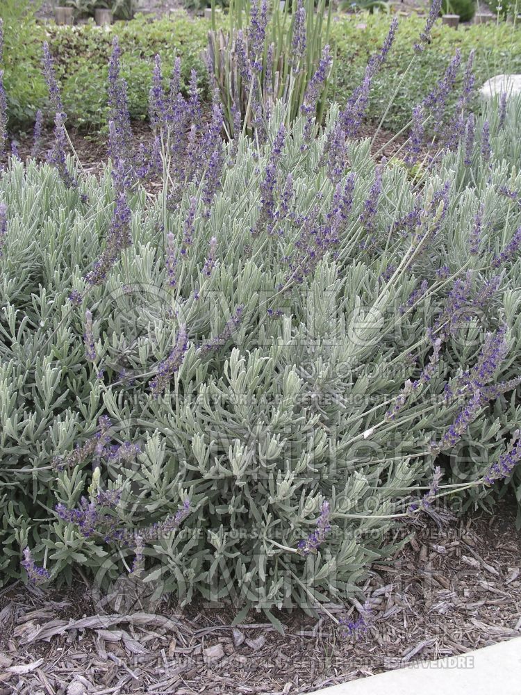 Lavandula Grosso (Lavender) 2 