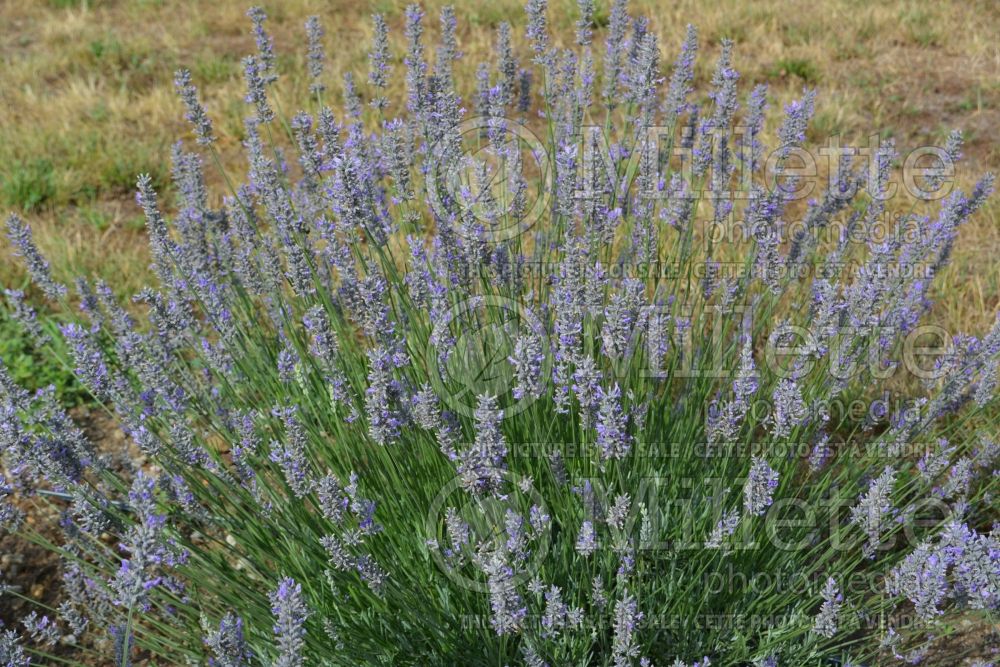 Lavandula Grosso (Lavender) 4 