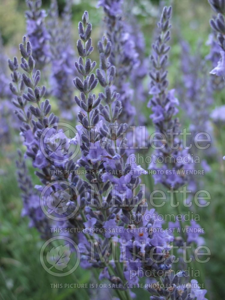 Lavandula Grosso (Lavender) 5 