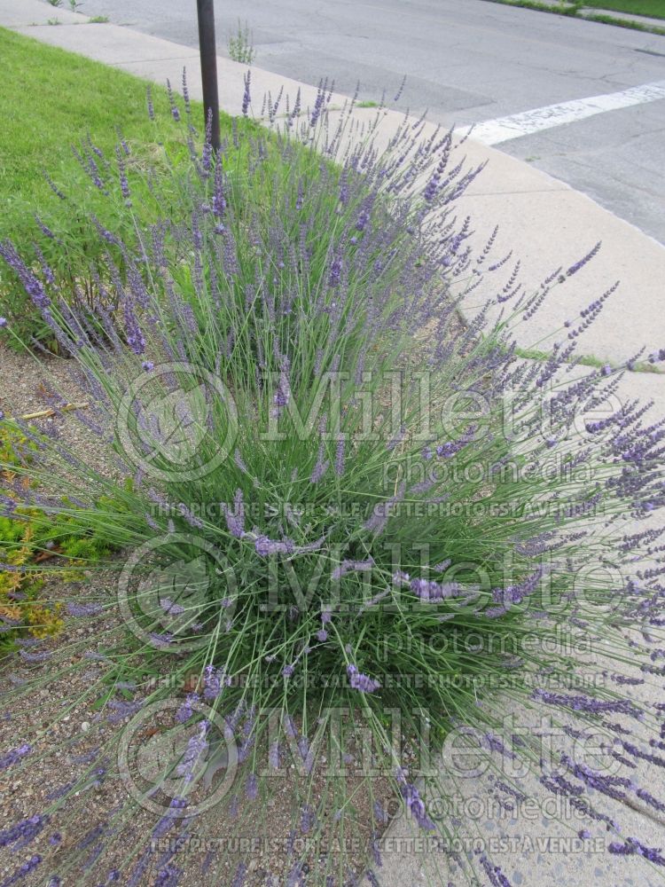 Lavandula Phenomenal (English Lavender) 3 