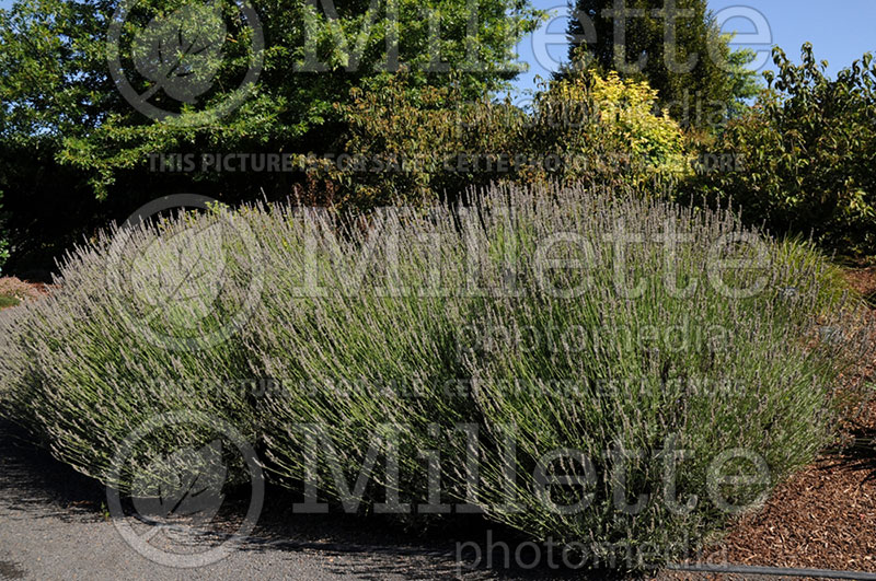 Lavandula Provence (Lavender) 1