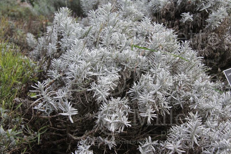 Lavandula Silver Frost aka Kathleen Elizabeth (Lavender) 1 