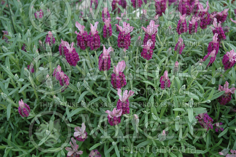 Lavandula Barcelona Rose (French Lavender) 1 