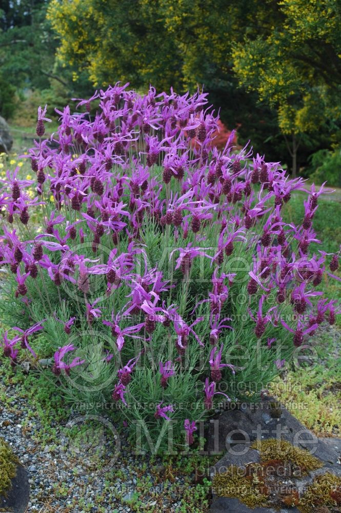 Lavandula stoechas pedunculata (Lavender) 1 