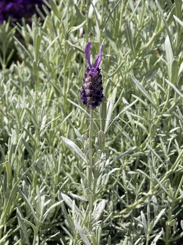 Lavandula Silver Anouk (Spanish Lavender) 3 