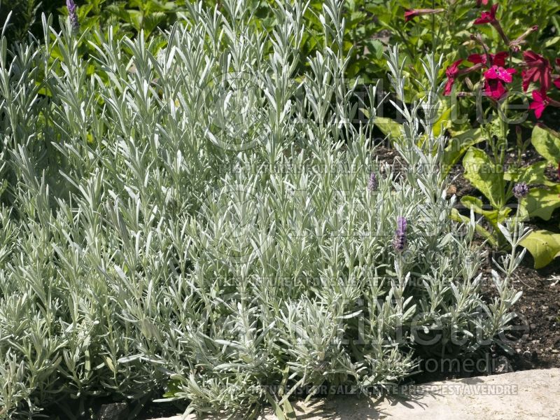 Lavandula Silver Anouk (Spanish Lavender) 5 