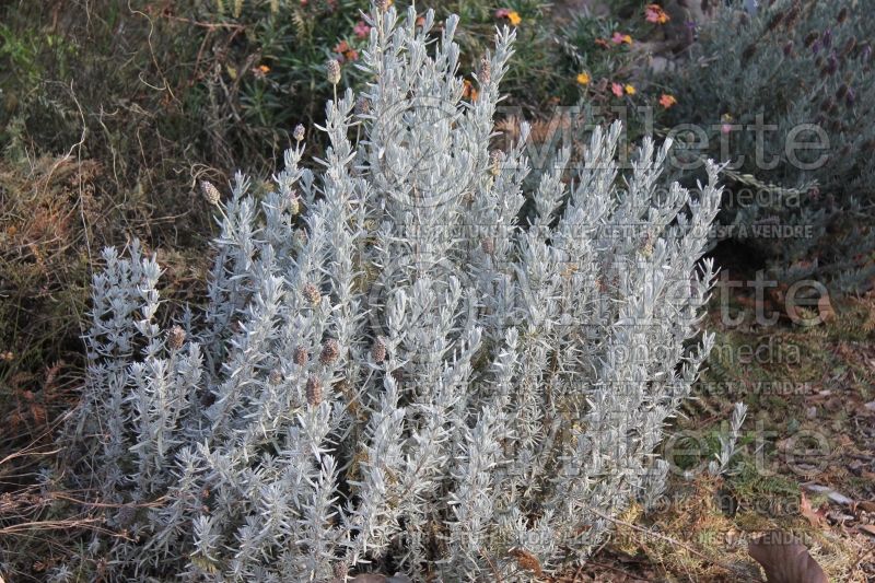 Lavandula Silver Anouk (Spanish Lavender) 1 