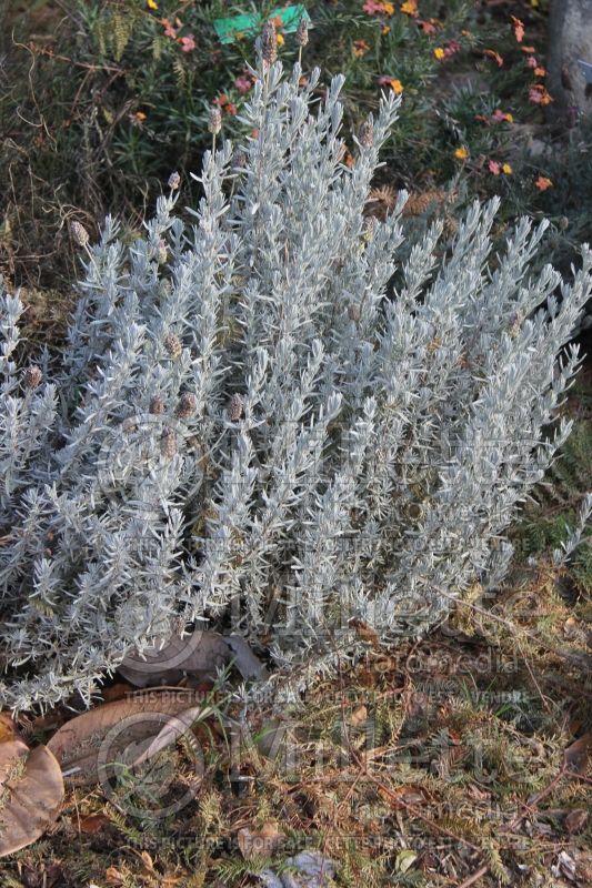 Lavandula Silver Anouk (Spanish Lavender) 2 