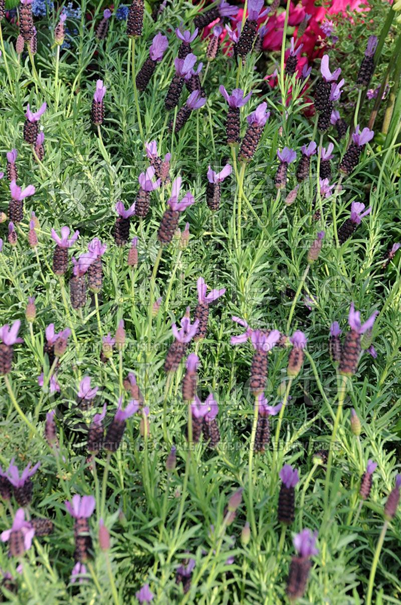 Lavandula Willow Vale (French Lavender) 2 