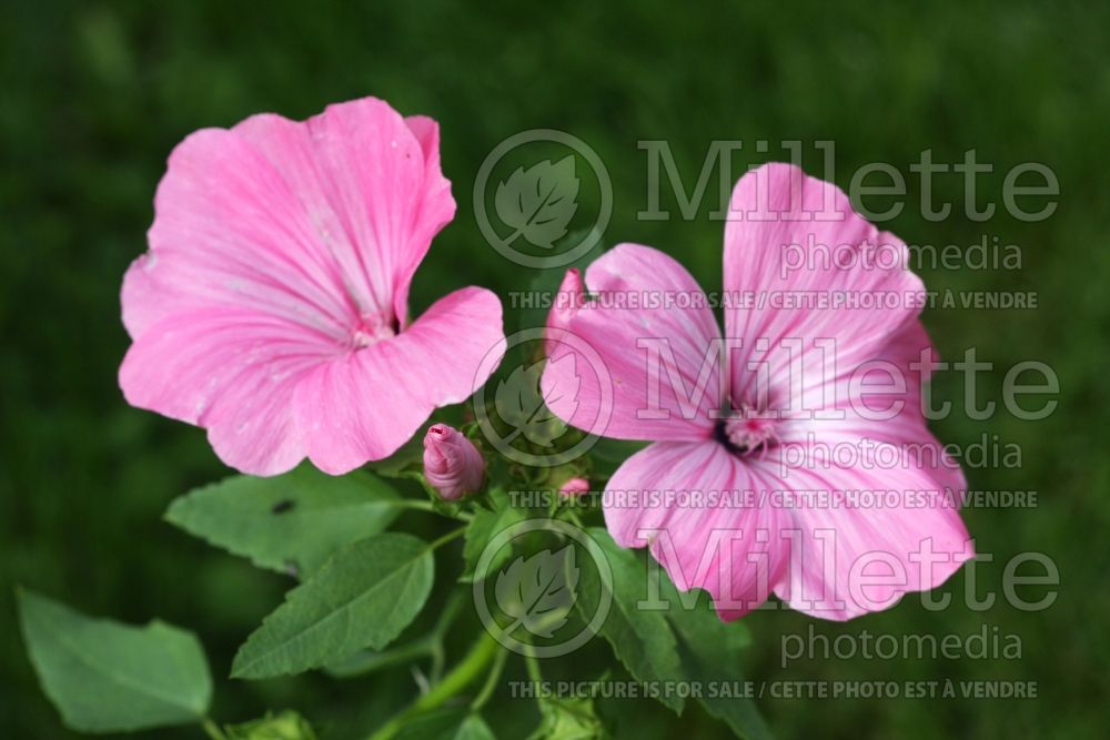 Lavatera trimestris aka Althaea trimestris (Mallow) 3 