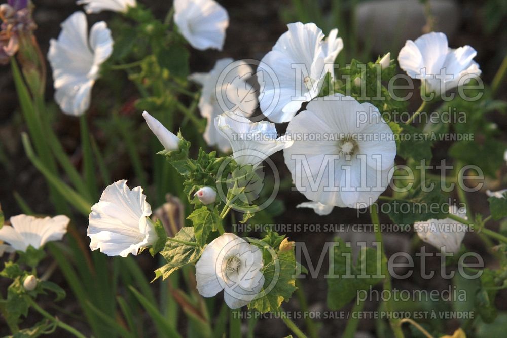 Lavatera Mont Blanc (Annual mallow) 1