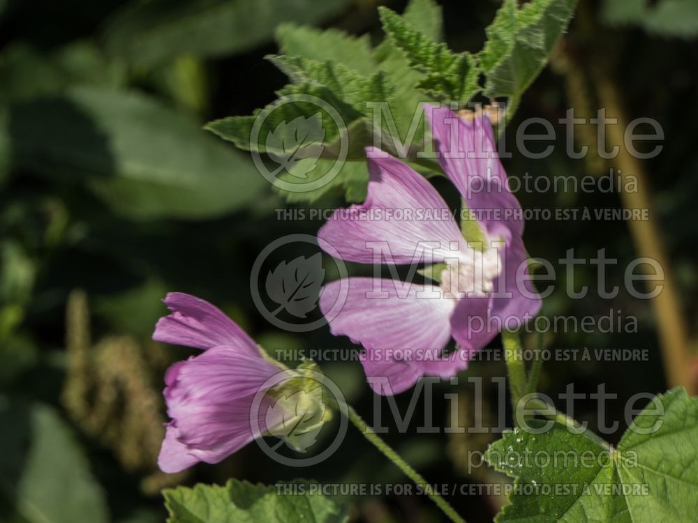 Lavatera cachmeriana (Tree Mallow) 1 