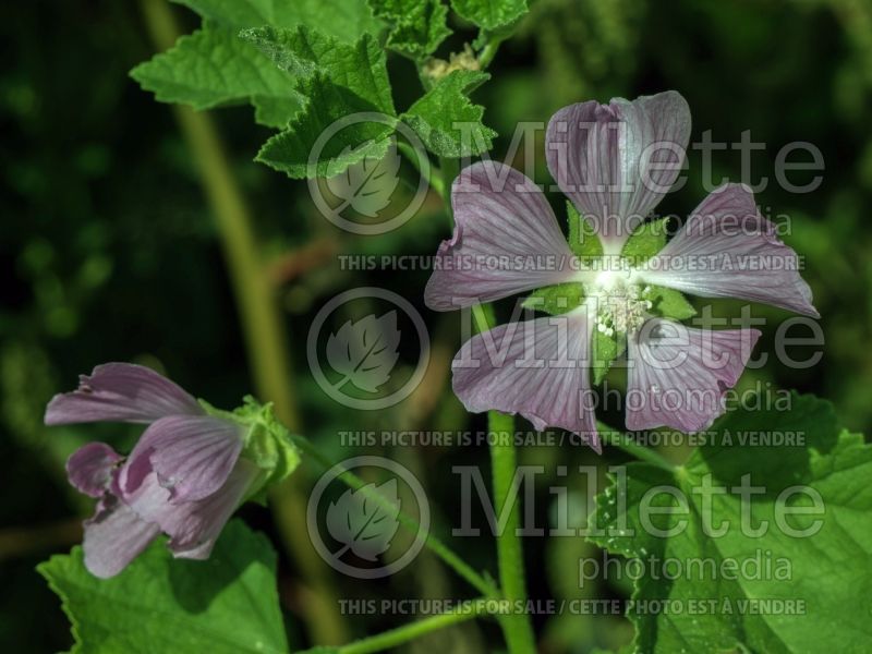 Lavatera cachmeriana (Tree Mallow) 2 