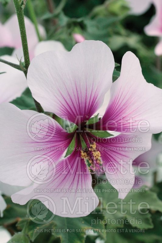 Lavatera maritima (Mallow) 1 