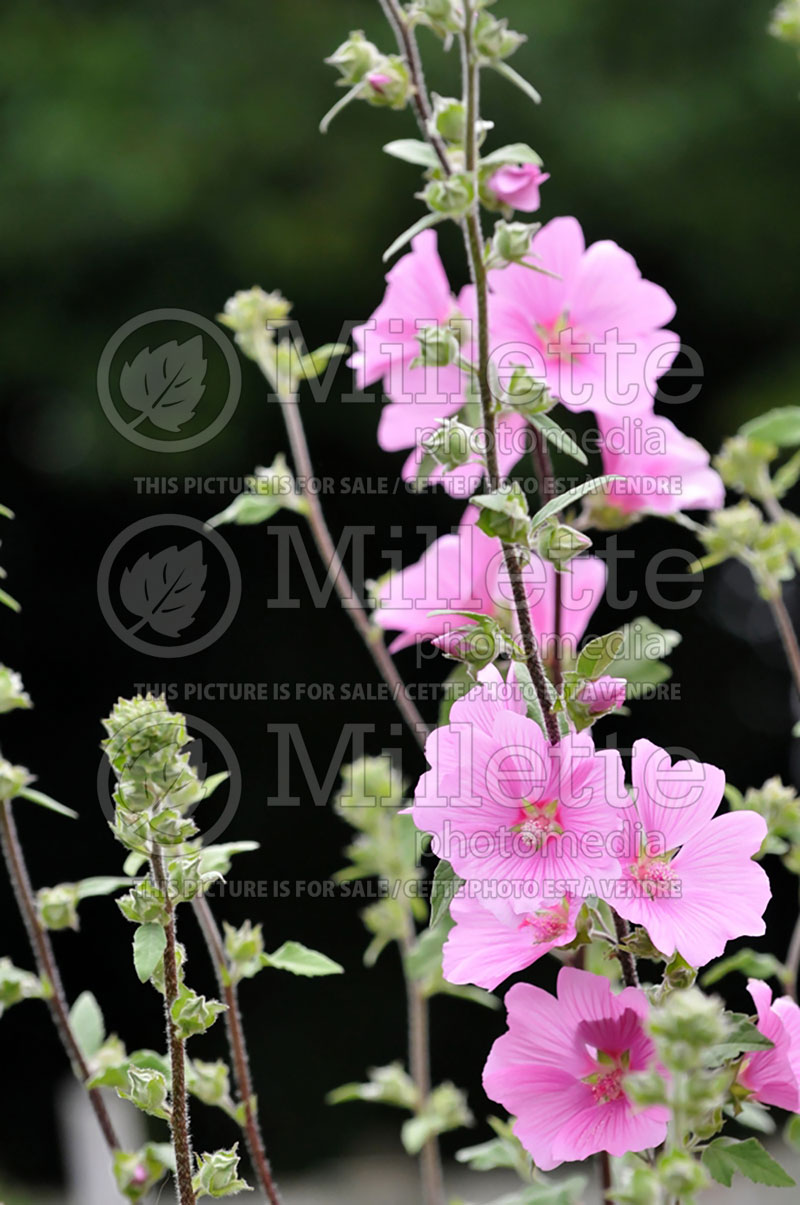 Lavatera Rosea (Mallow) 1 