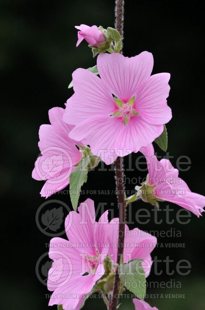 Lavatera Rosea (Mallow) 3 