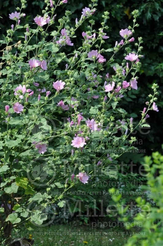 Lavatera Rosea (Mallow) 2 