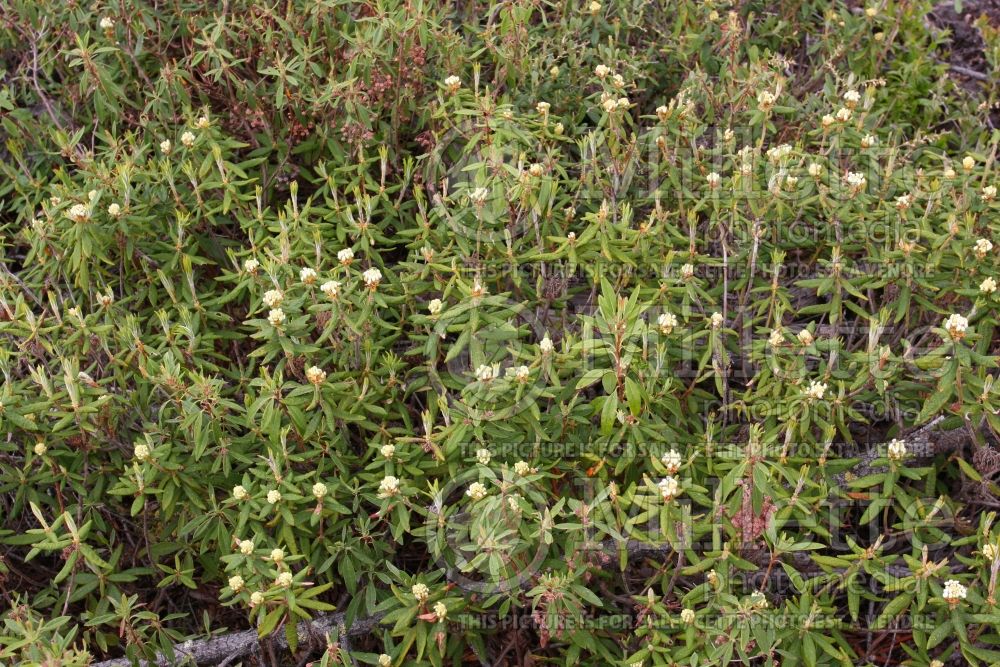 Rhododendron aka Ledum groenlandicum (Labrador tea) 5 