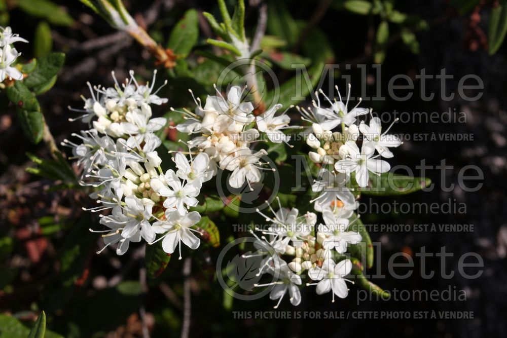 Rhododendron aka Ledum groenlandicum (Labrador tea) 6 