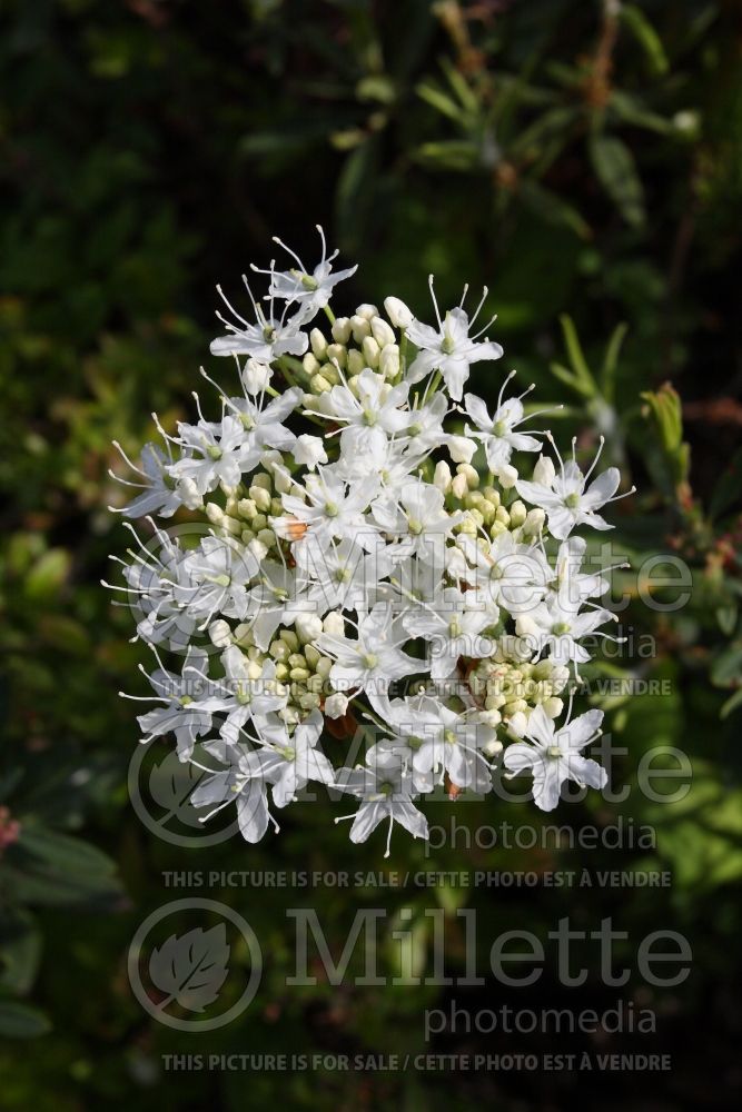 Rhododendron aka Ledum groenlandicum (Labrador tea) 7 