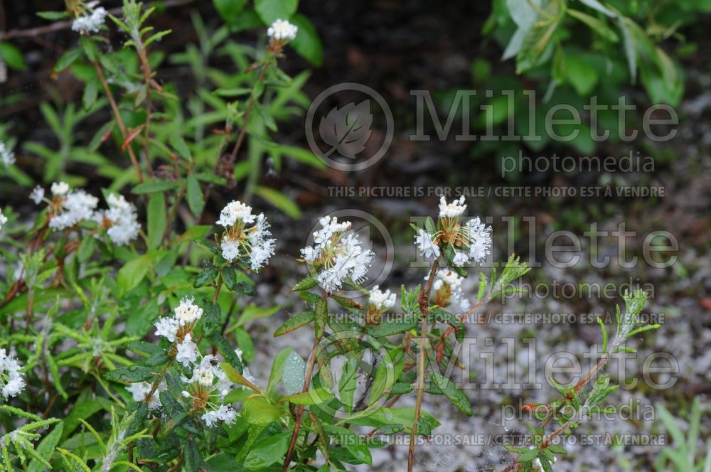 Rhododendron aka Ledum groenlandicum (Labrador tea) 8 