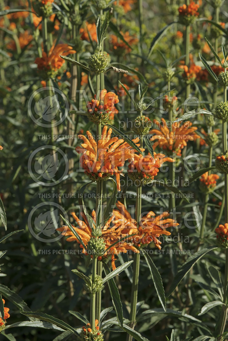 Leonotis leonurus (lion's tail and wild dagga) 1 