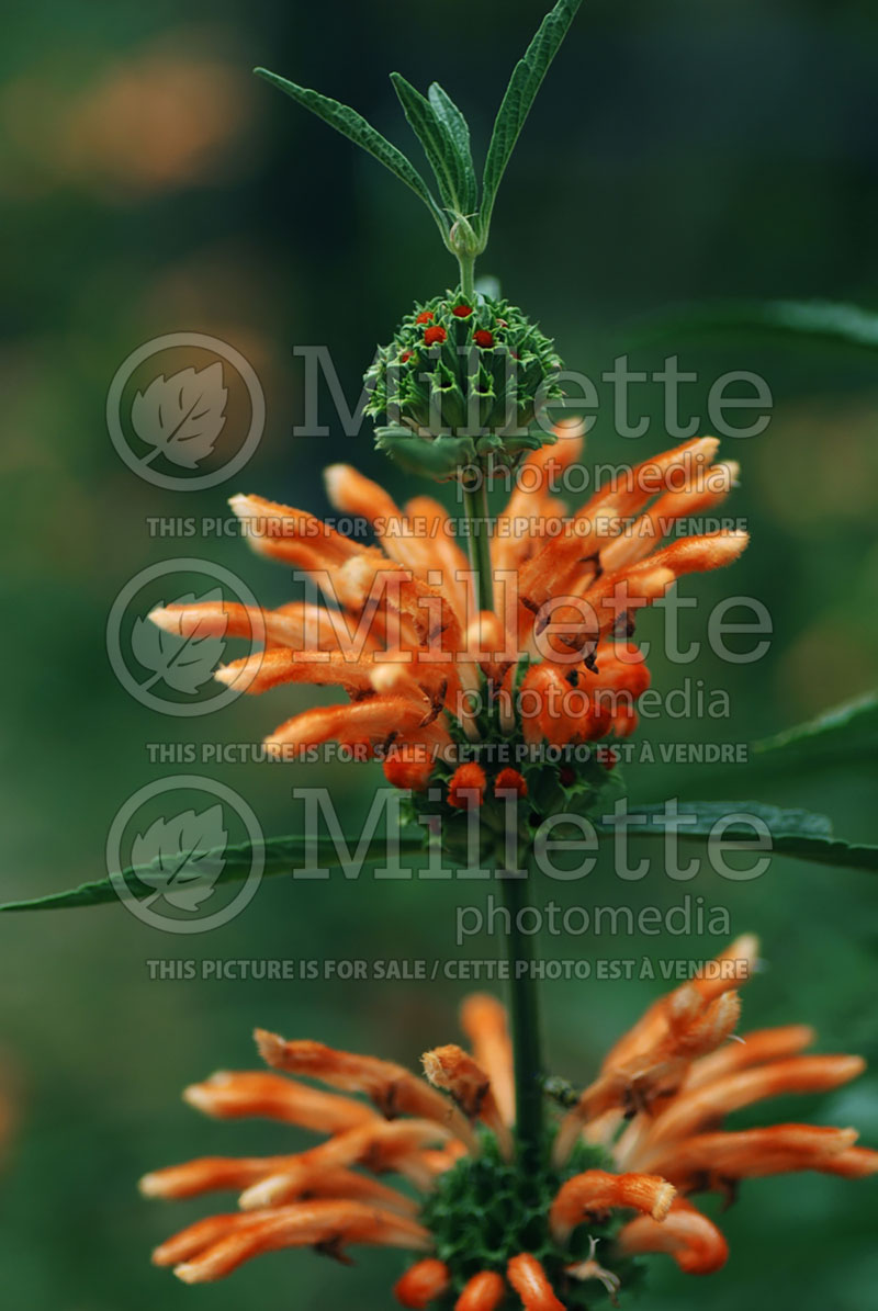 Leonotis leonurus (Lion's Tail and Wild Dagga)  2