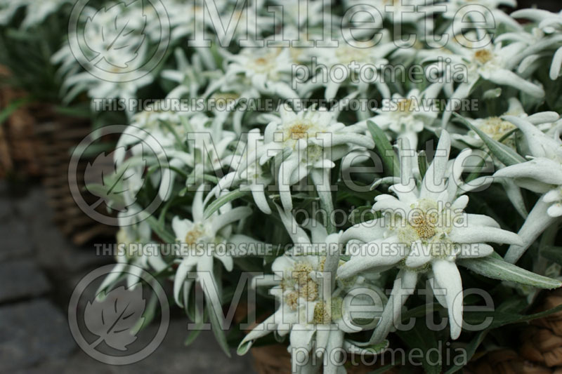 Leontopodium alpinum (Edelweiss alpine snow flower) 1